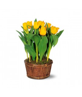 Le plant de tulipes jaune